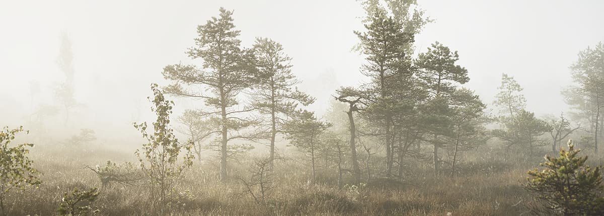 Whispering Mist Woods Forest Wallpaper pattern detail