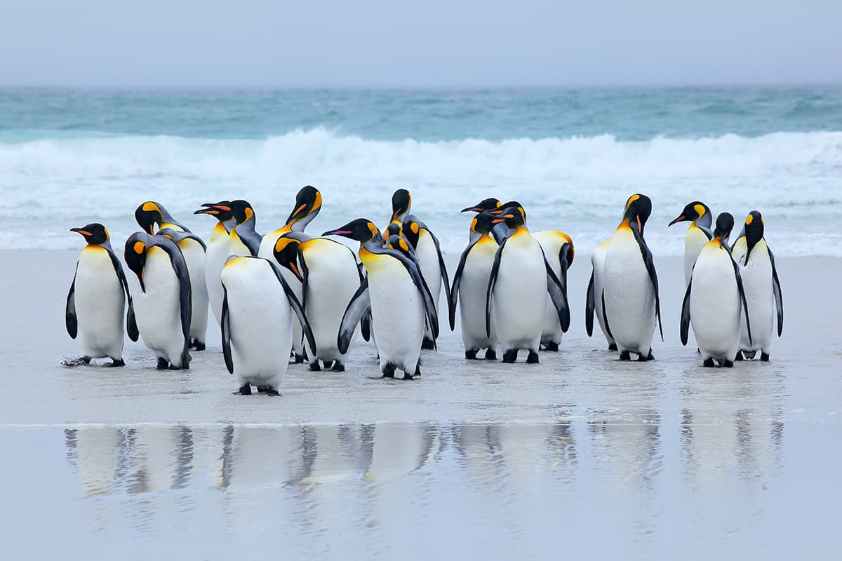 Penguins on Beach Wildlife Coastal Scene wallpaper pattern detail