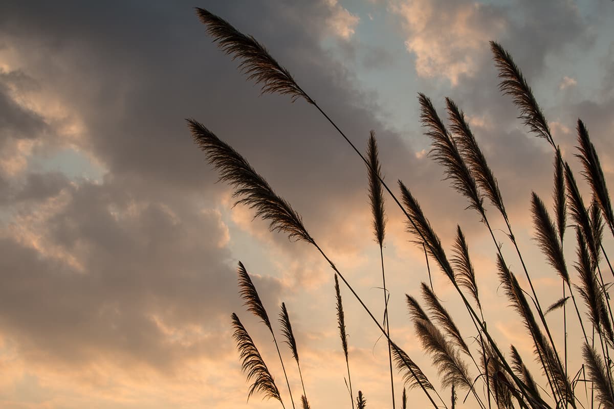 Tall Grass Blowing in the Wind Landscape Wallpaper pattern detail