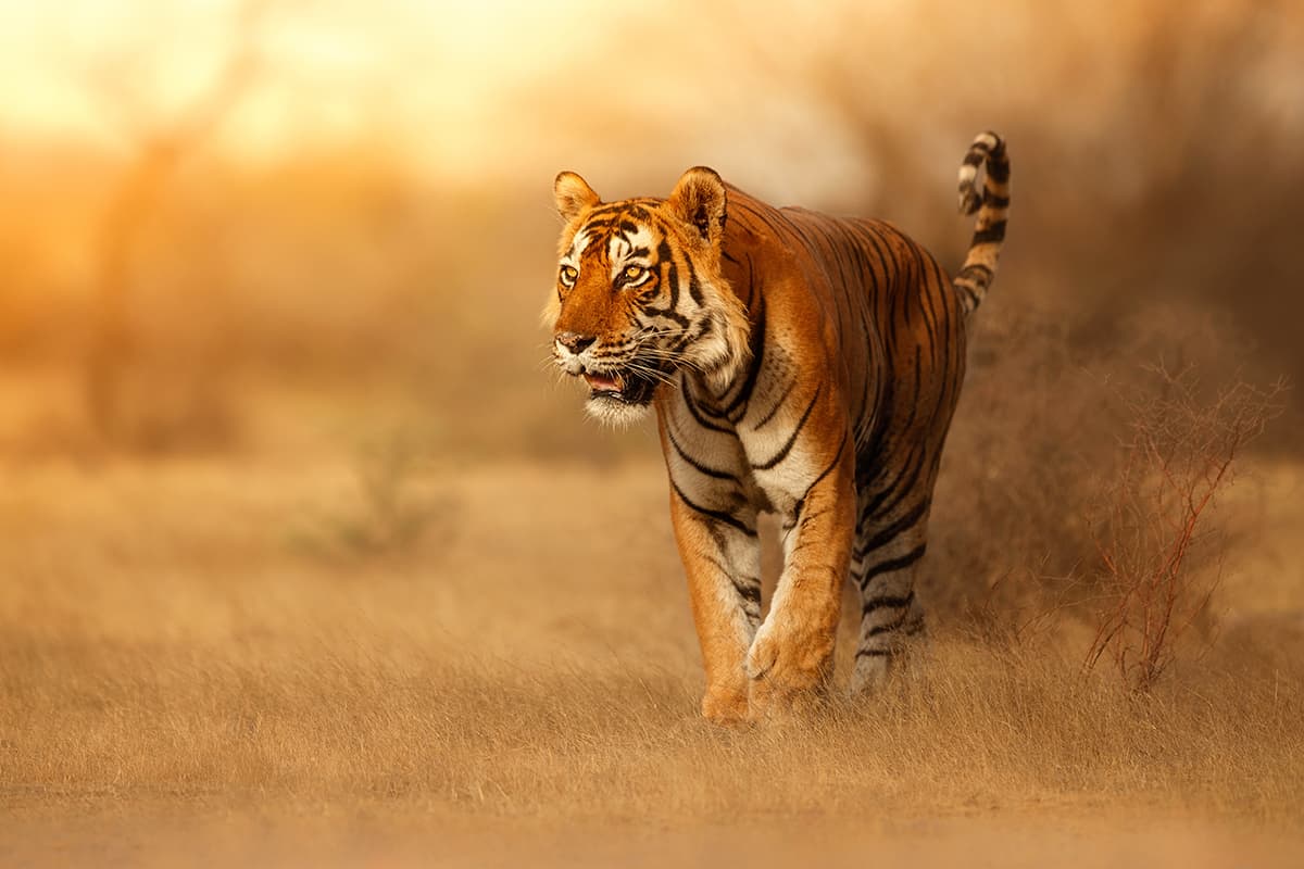 Tiger Walking in Field Wildlife Nature Wall Mural Wallpaper pattern detail