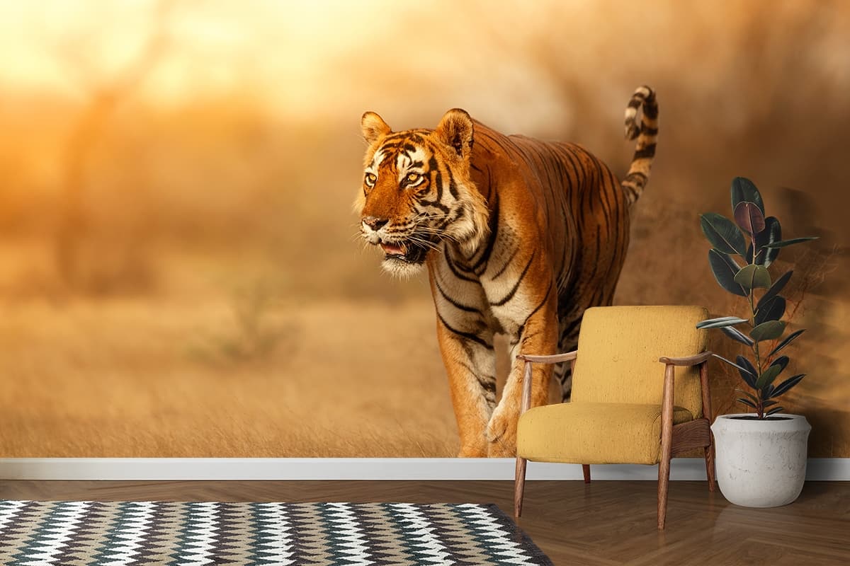 Tiger Walking in Field Wildlife Nature Wall Mural Wallpaper shown in a room