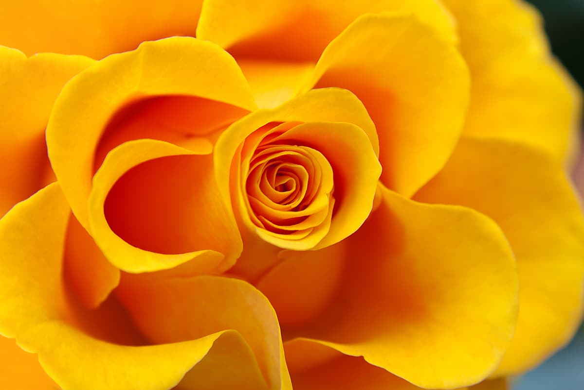 Big Bright Yellow Rose Flower Close Up Wall Wallpaper pattern detail