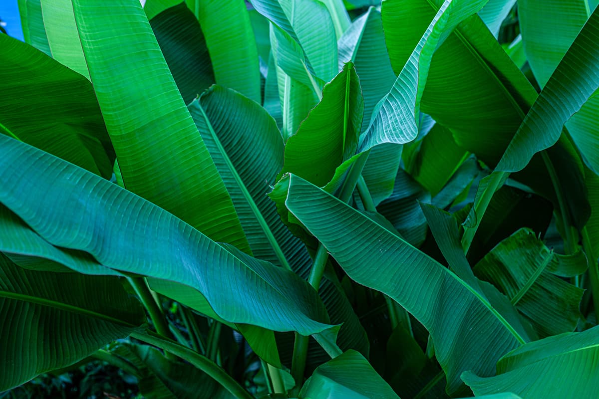 Realistic Banana Leaves Wallpaper Mural pattern detail