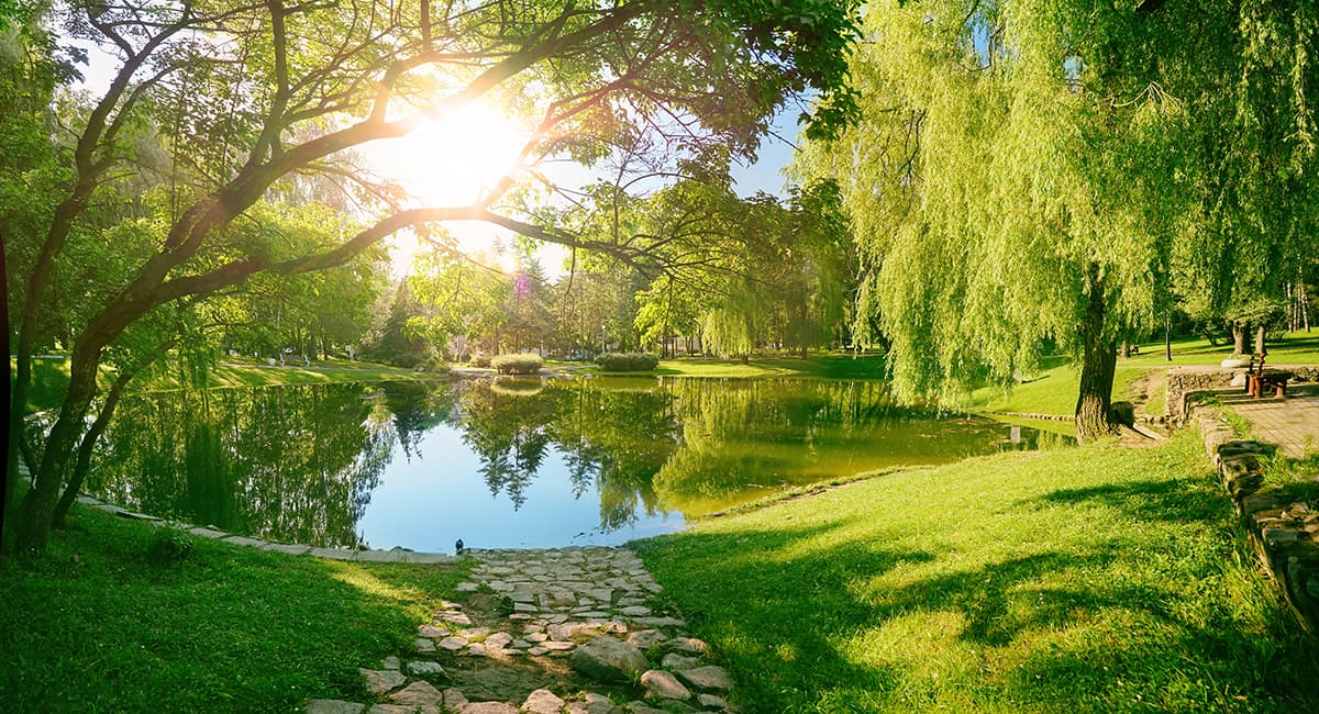 Pond with Trees and Path Scenic Nature Wall Mural Wallpaper pattern detail