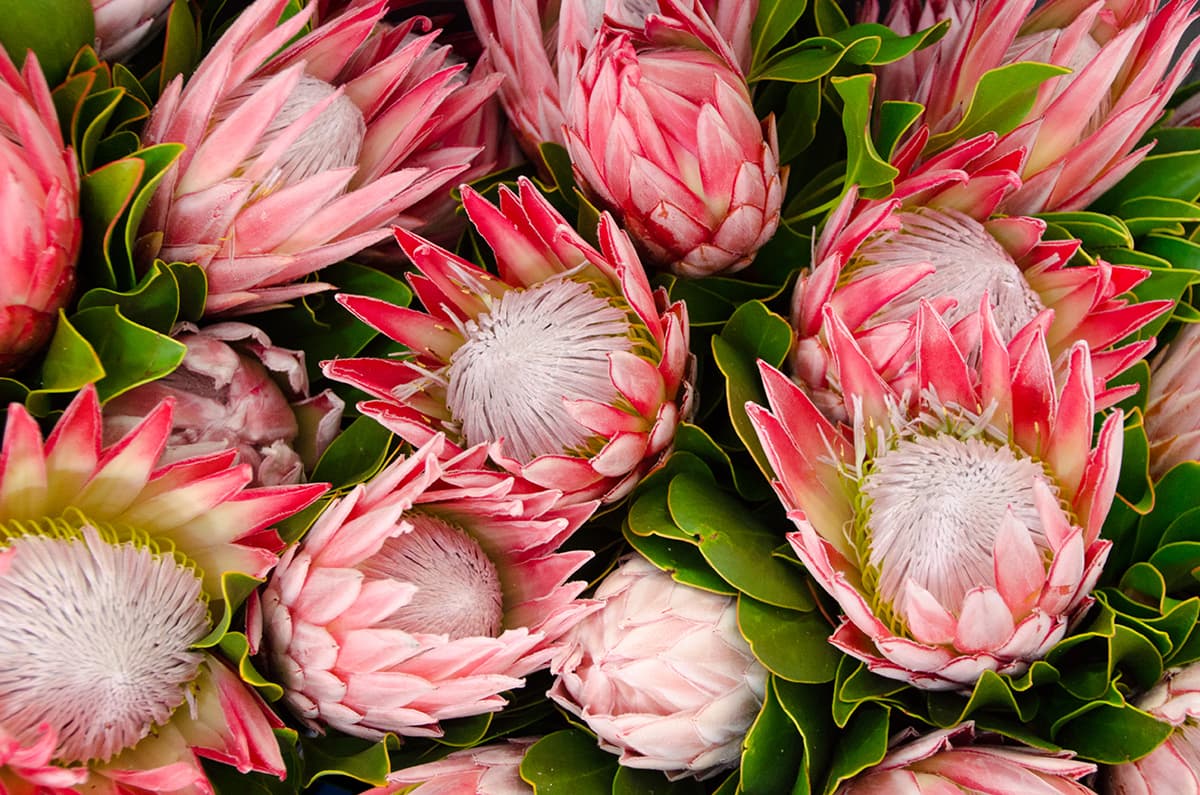 Protea Pink Flowers Wallpaper Mural pattern detail