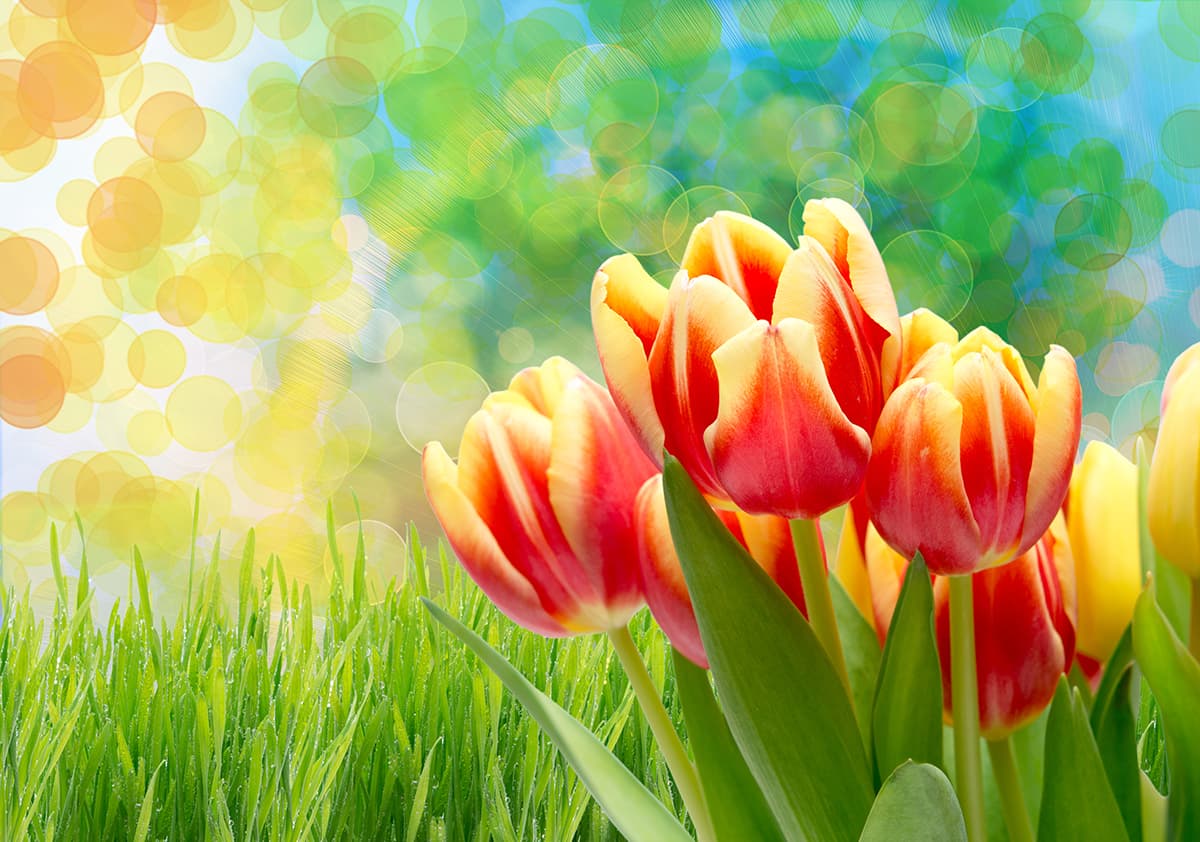 A group of tulips in a field of grass pattern detail