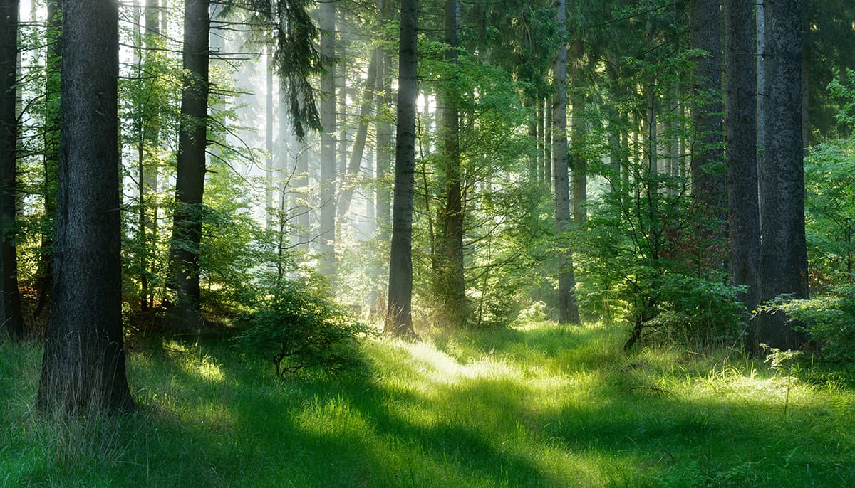 Elegant Forest Meadow Landscape Wallpaper pattern detail