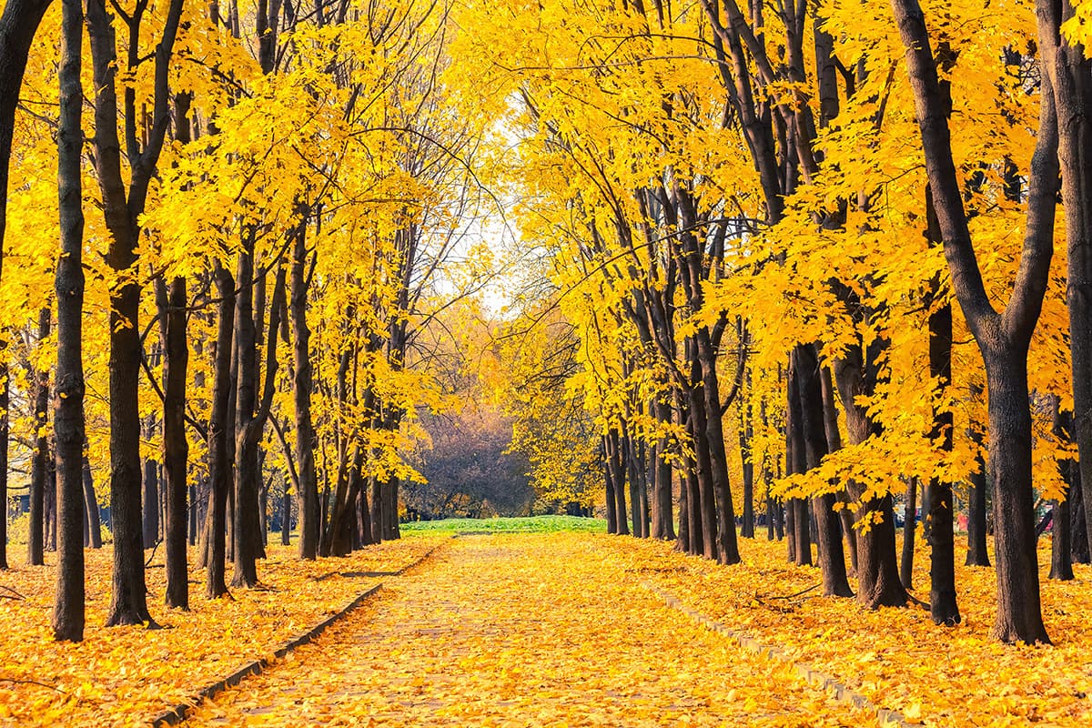 Elegant Yellow Leaf Path Nature Inspired Wallpaper pattern detail