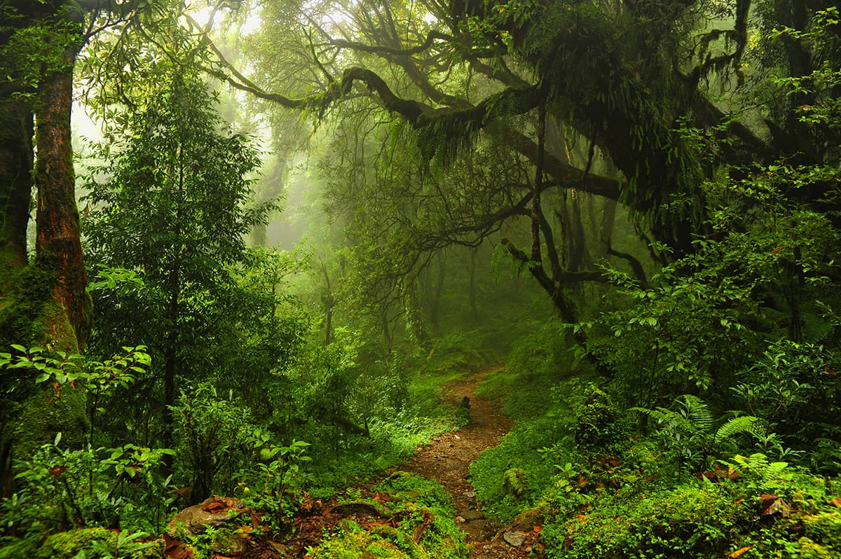 Forest Pathway Nature Trail Scenic Wall Mural Wallpaper pattern detail