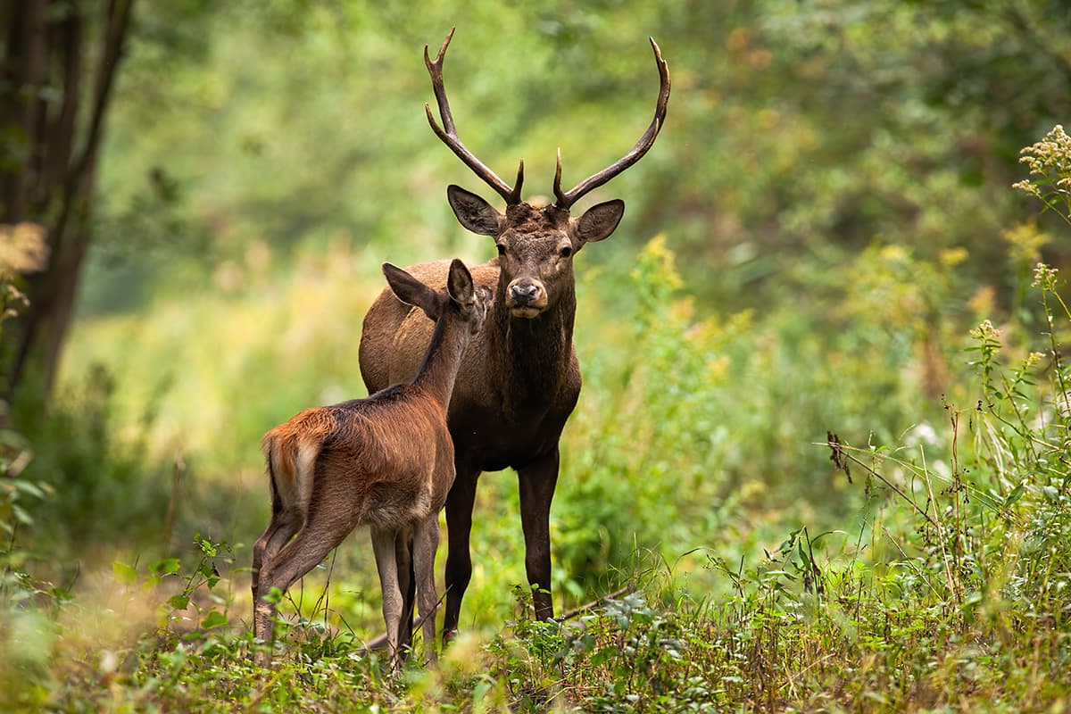 Deer with Antlers in Grassy Field Nature Wallpaper pattern detail