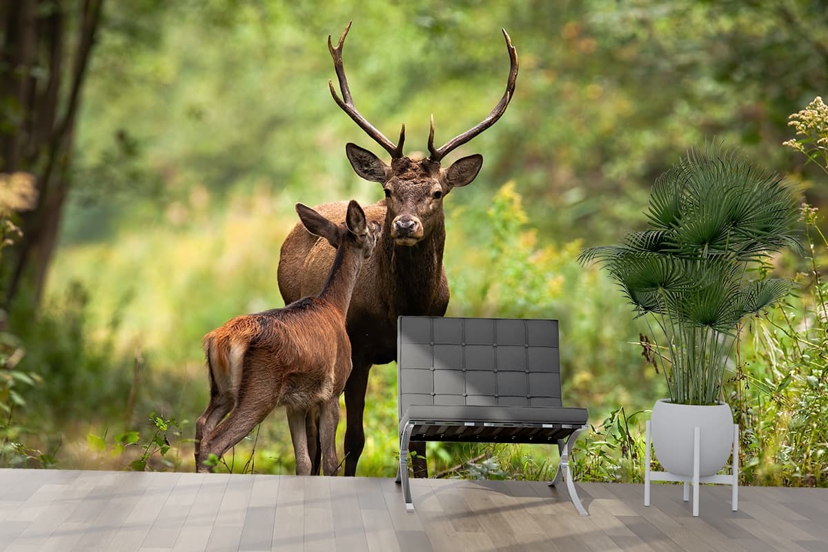 Deer with Antlers in Grassy Field Nature Wallpaper shown in a room