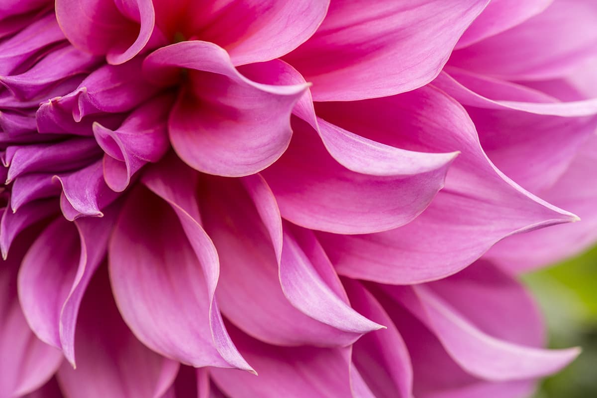 A close up of a pink flower pattern detail