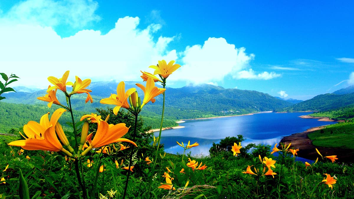 Serene Yellow Flowers Hill with Water Background Wallpaper pattern detail