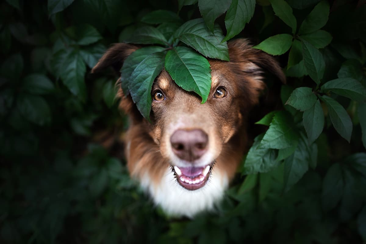 Cute Dog with Leaves Artistic Wallpaper pattern detail