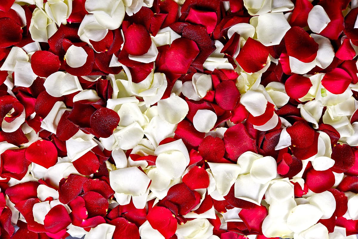 Premium Red White Rose Petals Pattern Wallpaper pattern detail