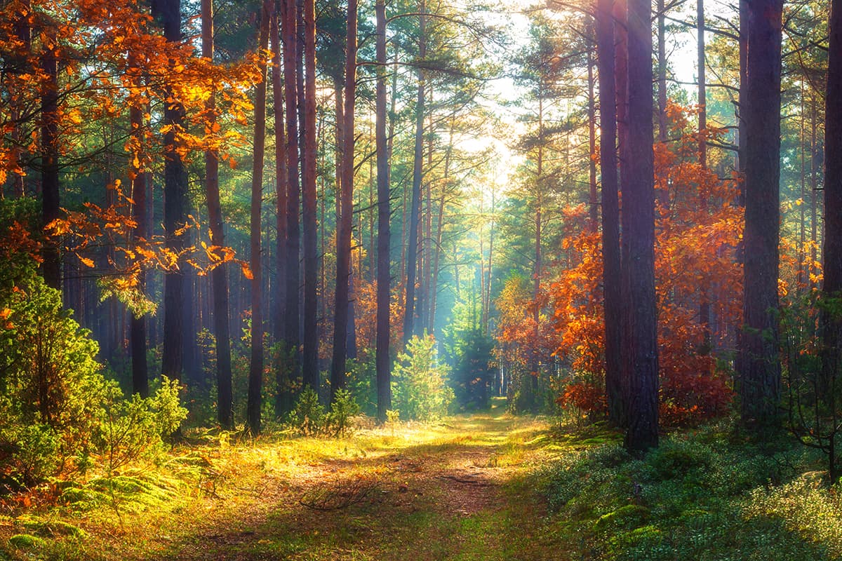 Serene Forest Pathway with Trees & Green Grass Wallpaper pattern detail