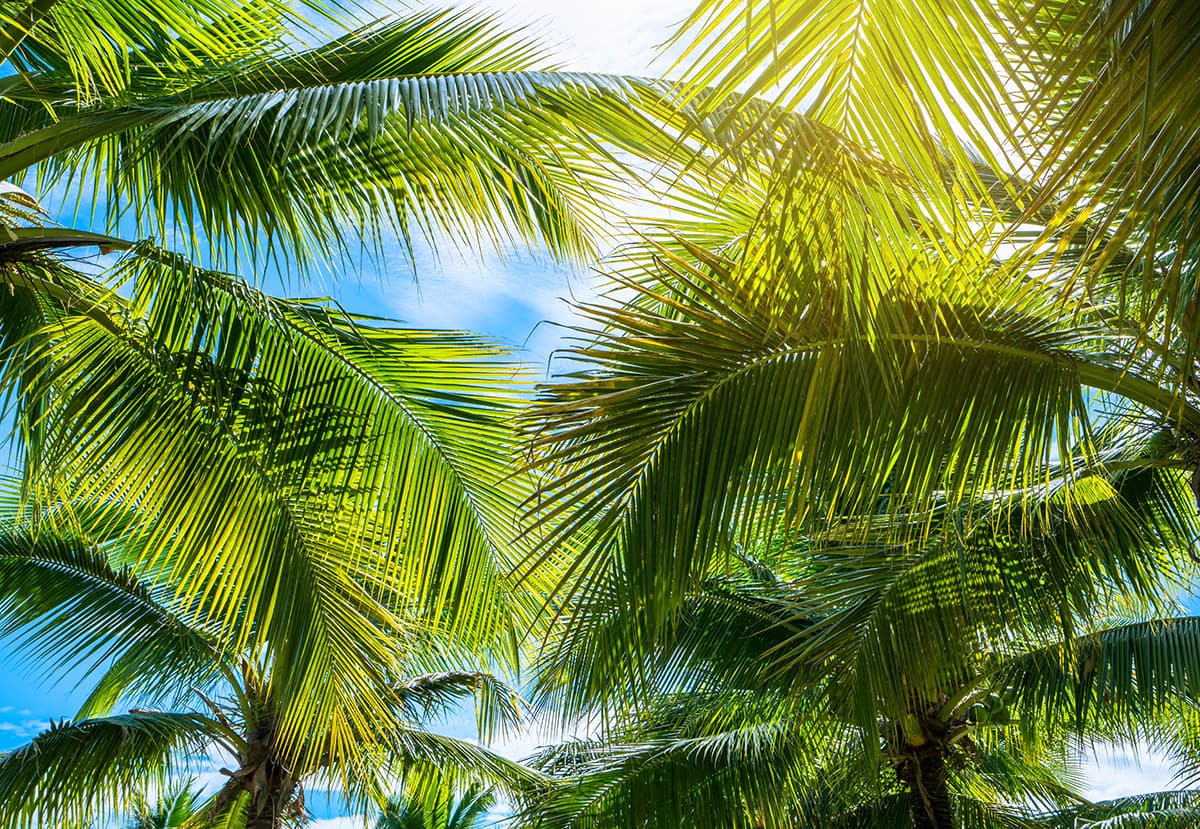 Sunlight Through Palm Trees Scenic wallpaper pattern detail