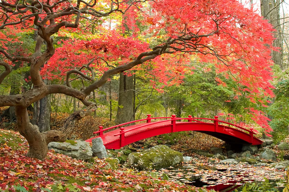 Autumn Red Bridge Over Stream Leaves Wallpaper pattern detail