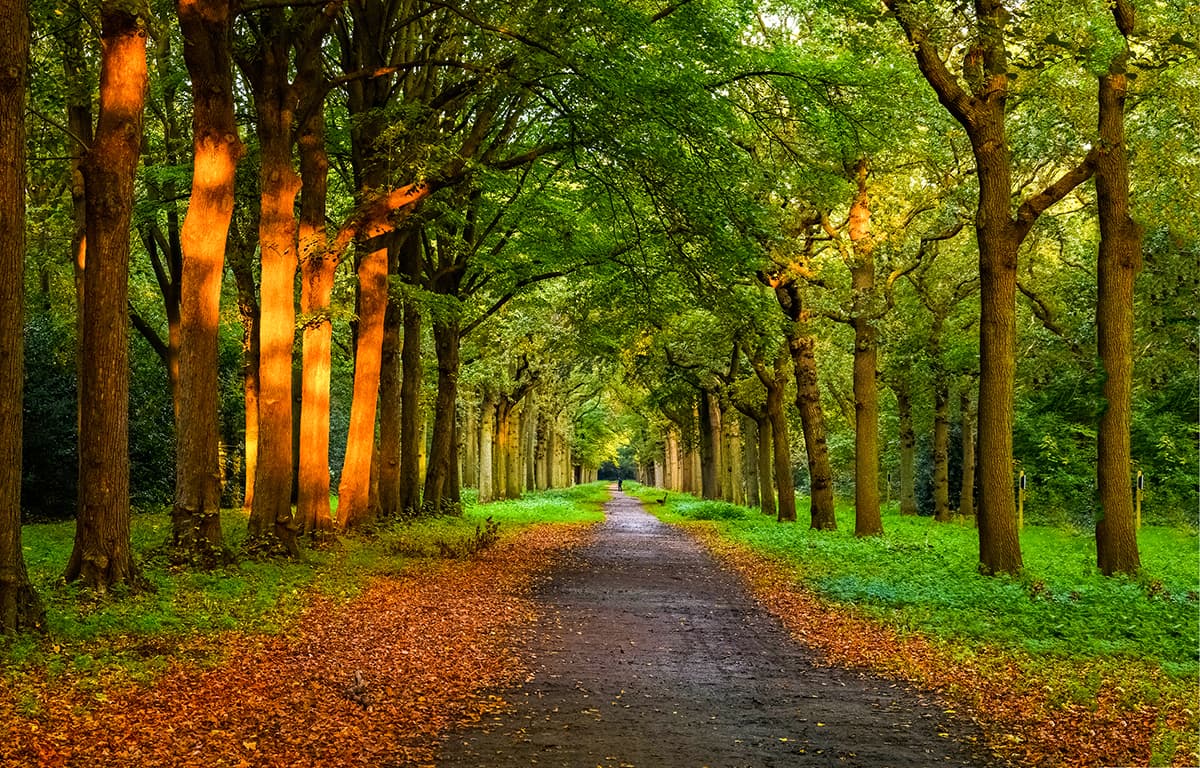 Serene Green Pathway with Trees and Grass Landscape Nature Wallpaper pattern detail