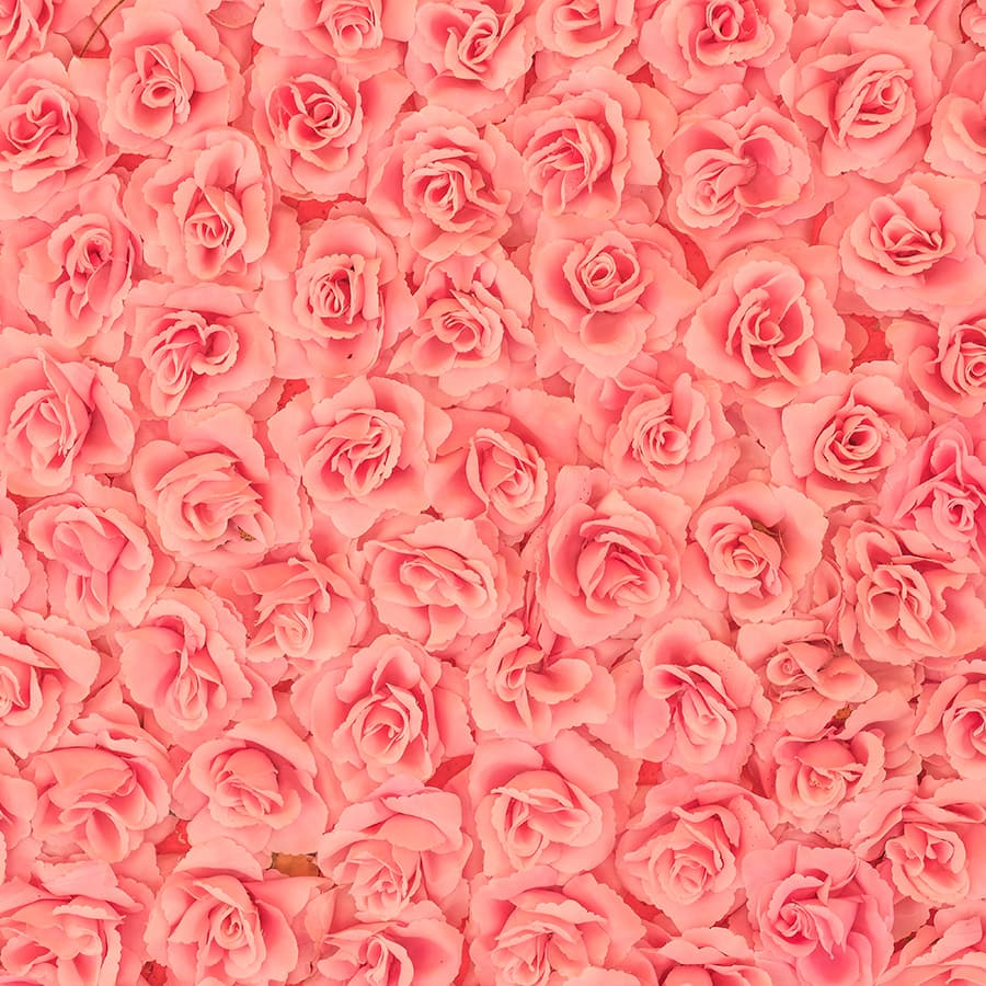 Pink Rose Pattern Wallpaper for Bedroom pattern detail