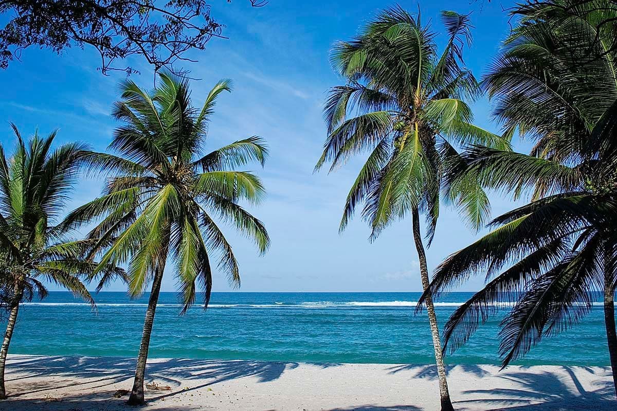 Aesthetic Palm Trees Ocean View Beach Wallpaper pattern detail