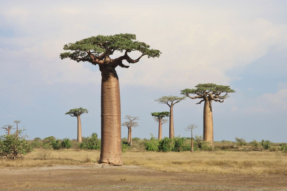 Baobabs Tree Wallpaper for Wall pattern detail