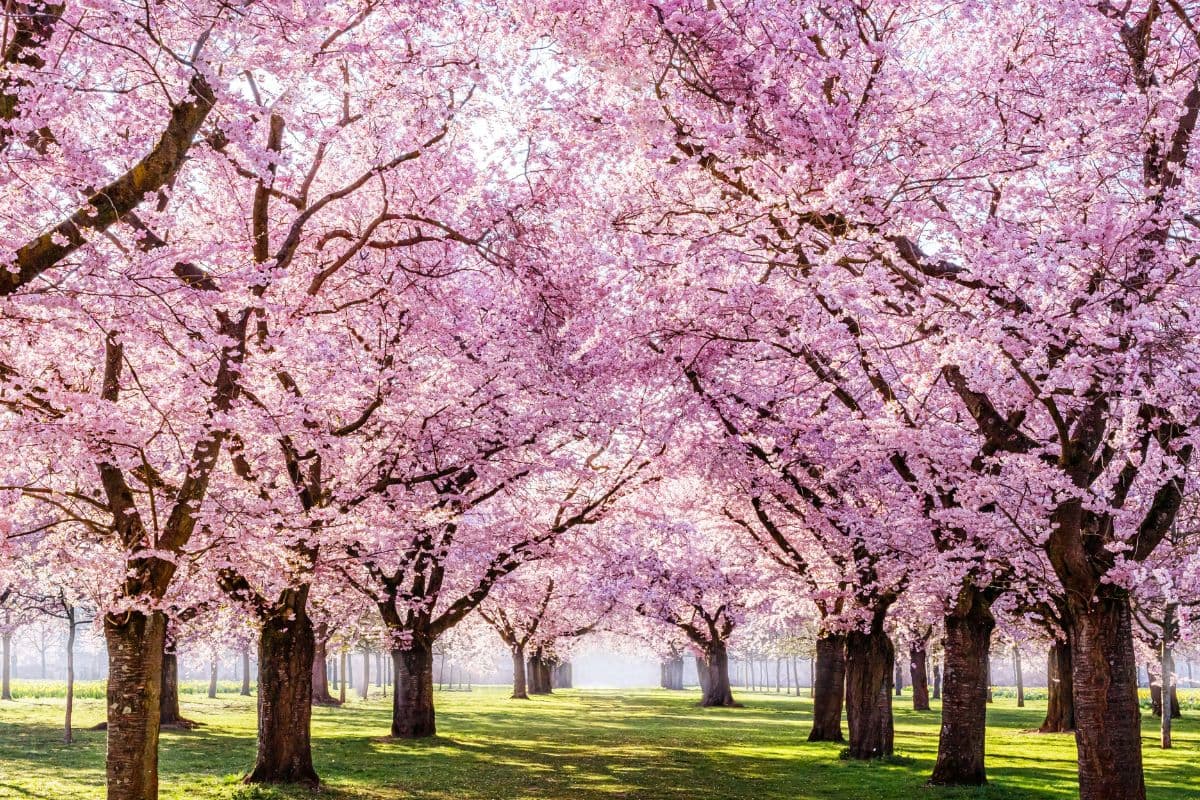 Blooming Cherry Sakura Trees Wallpaper for Home pattern detail