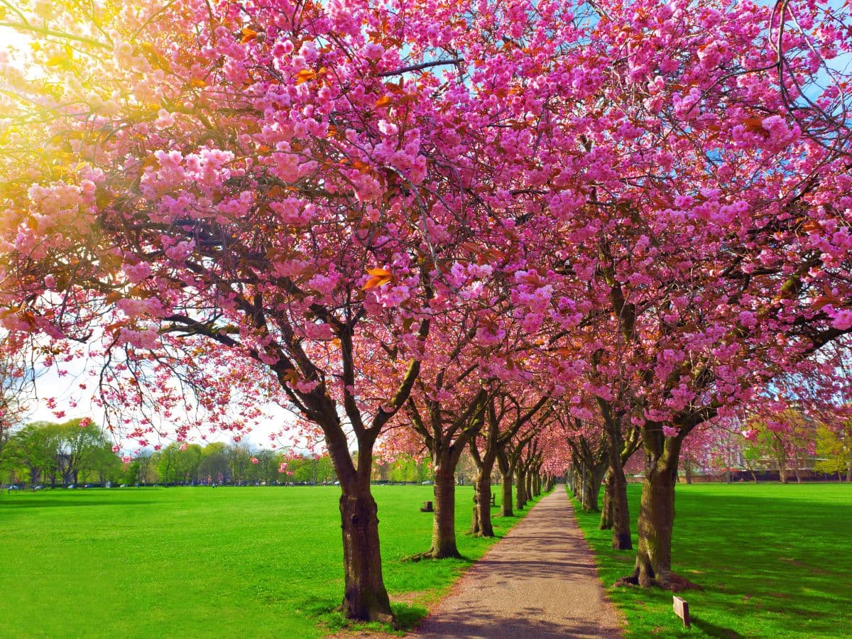 Blossoming Plum Trees Wallpaper for Wall pattern detail