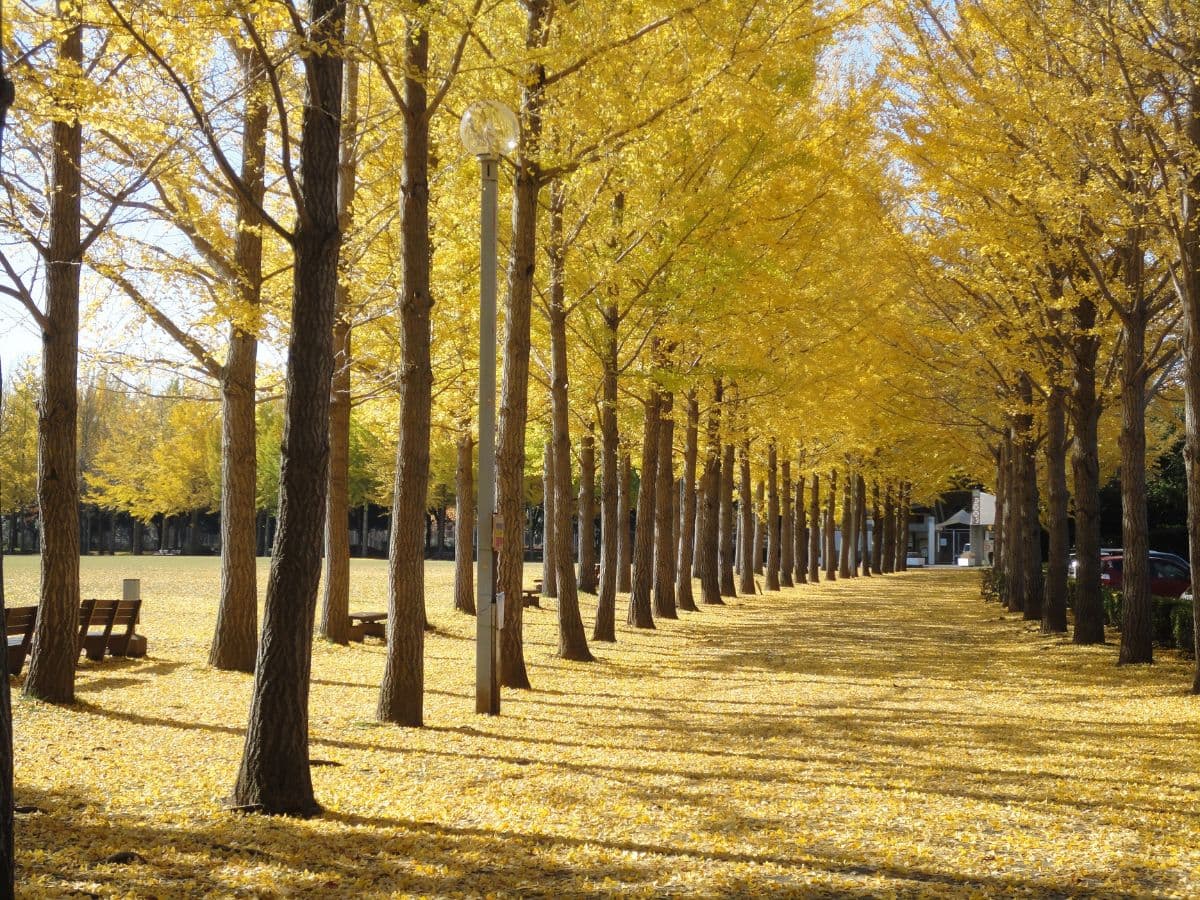 Ginkgo Trees in Japan Wallpaper for Wall pattern detail