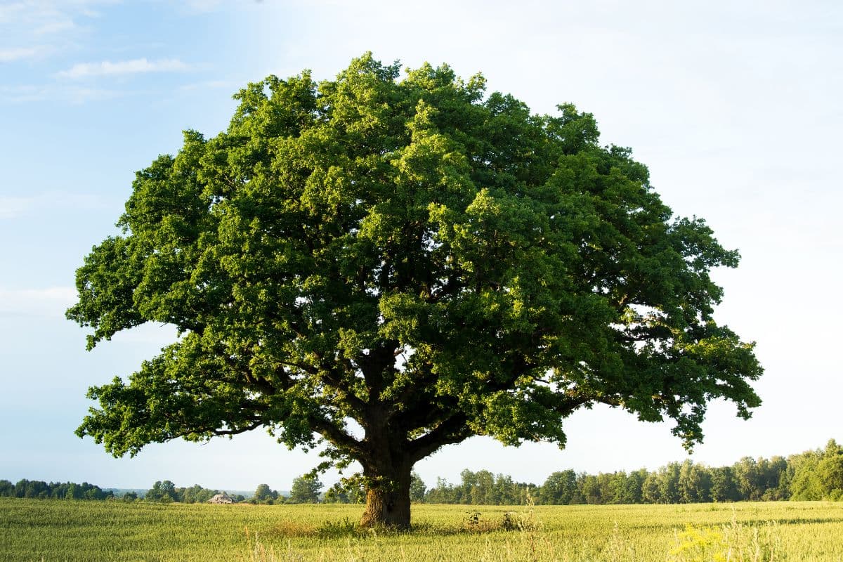 Green Oak Tree In The Field Wallpaper for Wall pattern detail