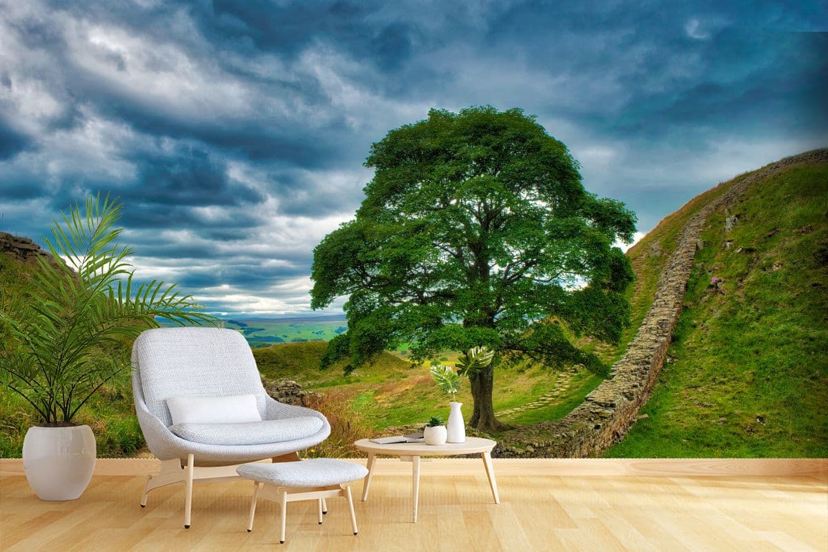 Sycamore Gap Tree Wallpaper for Wall shown in a room