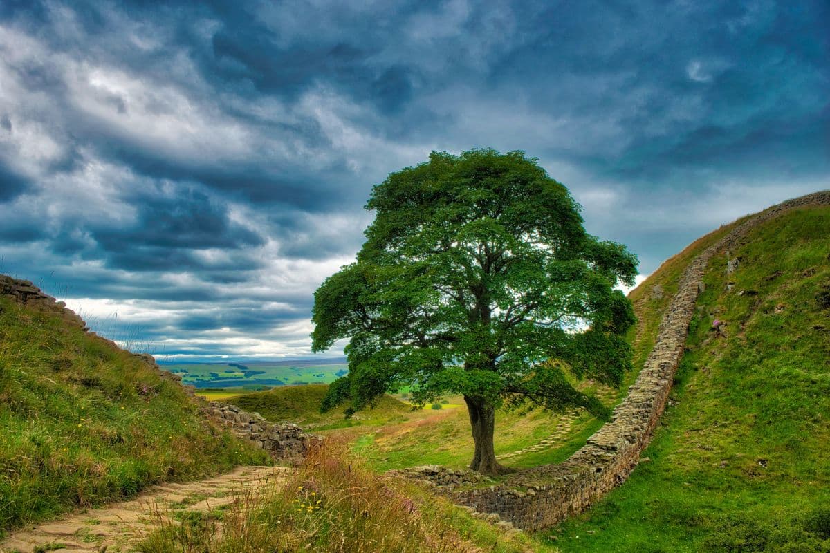 Sycamore Gap Tree Wallpaper for Wall pattern detail
