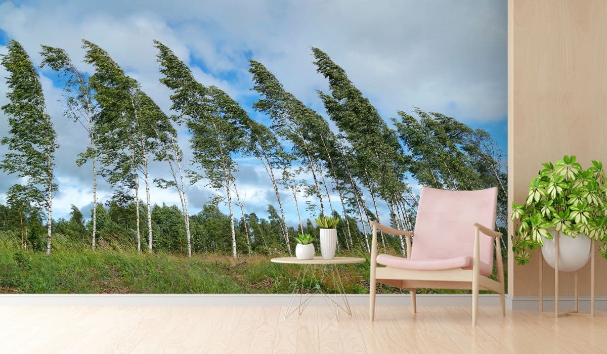 Winds Bending Birch Trees Wallpaper for Wall shown in a room