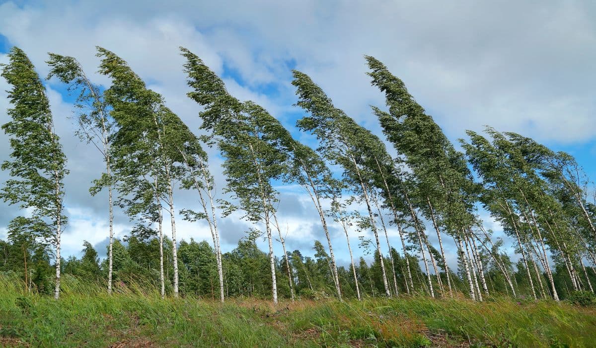 Winds Bending Birch Trees Wallpaper for Wall pattern detail