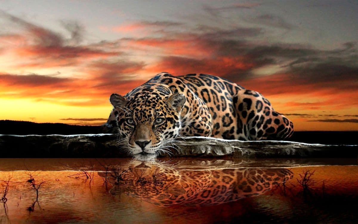 3D Mighty Leopard Wallpaper for Wall pattern detail