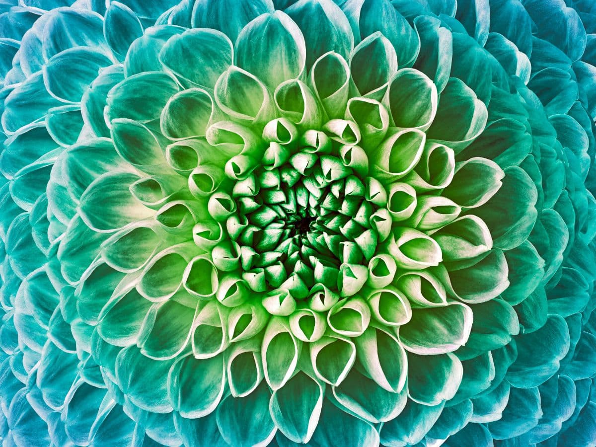 Dahlia Turquoise-Green Flower Wallpaper for Wall pattern detail