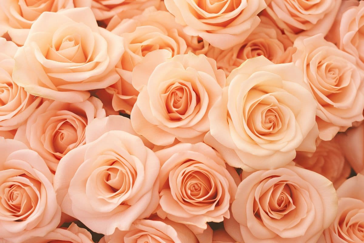 Gulāba, Elegant Rose Wallpaper Mural pattern detail