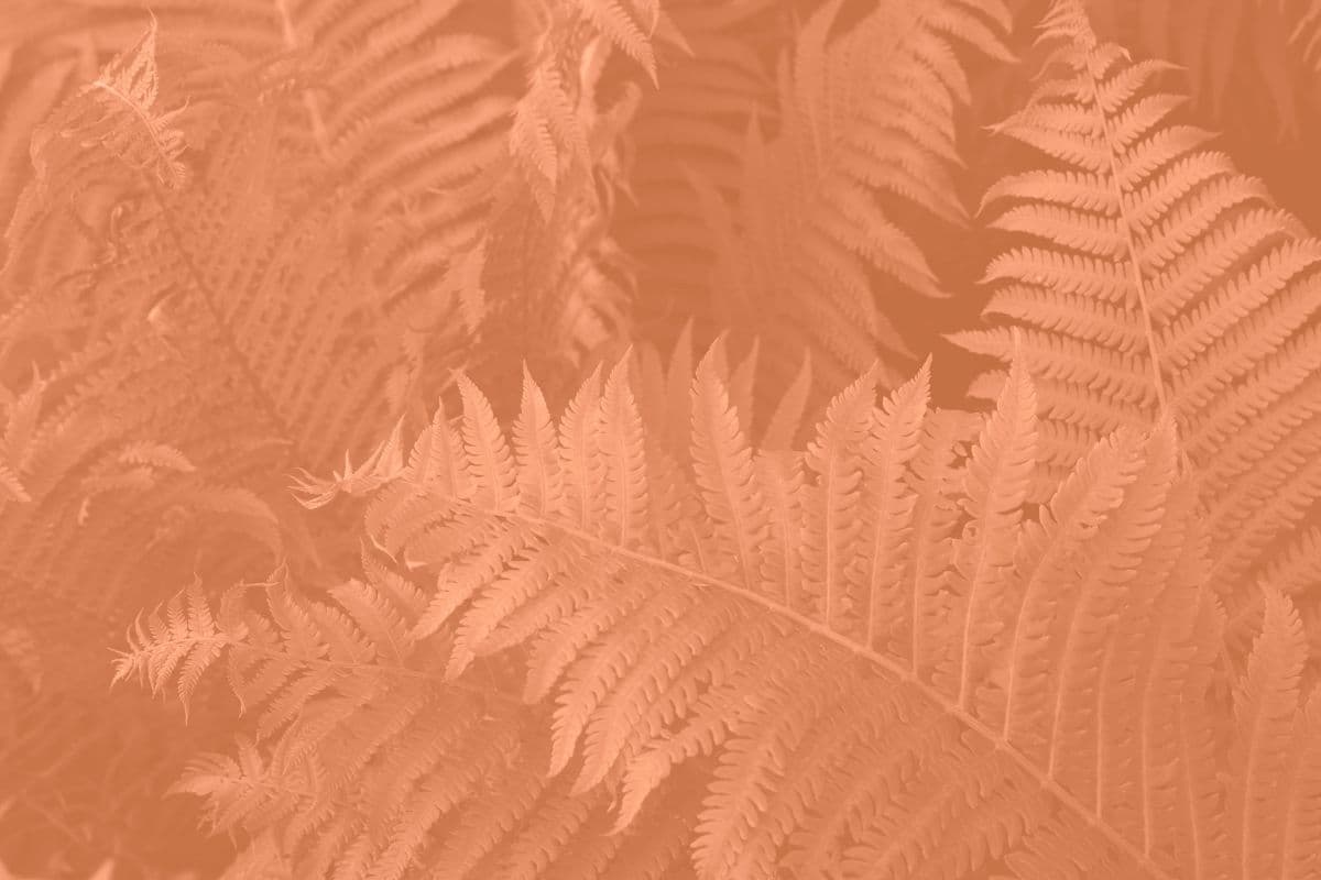 Persika, Peach Fuzz Fern Leaves Pattern Wallpaper pattern detail