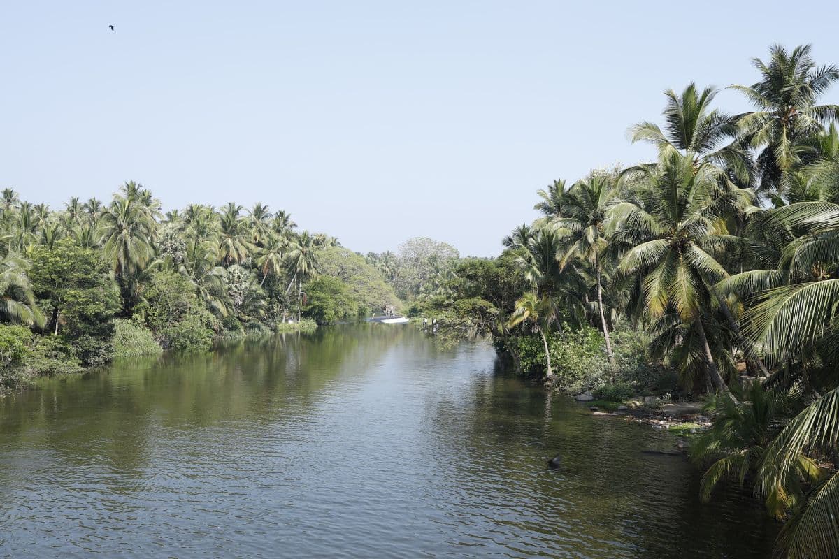 Kerala Backwaters Wallpaper for Wall pattern detail