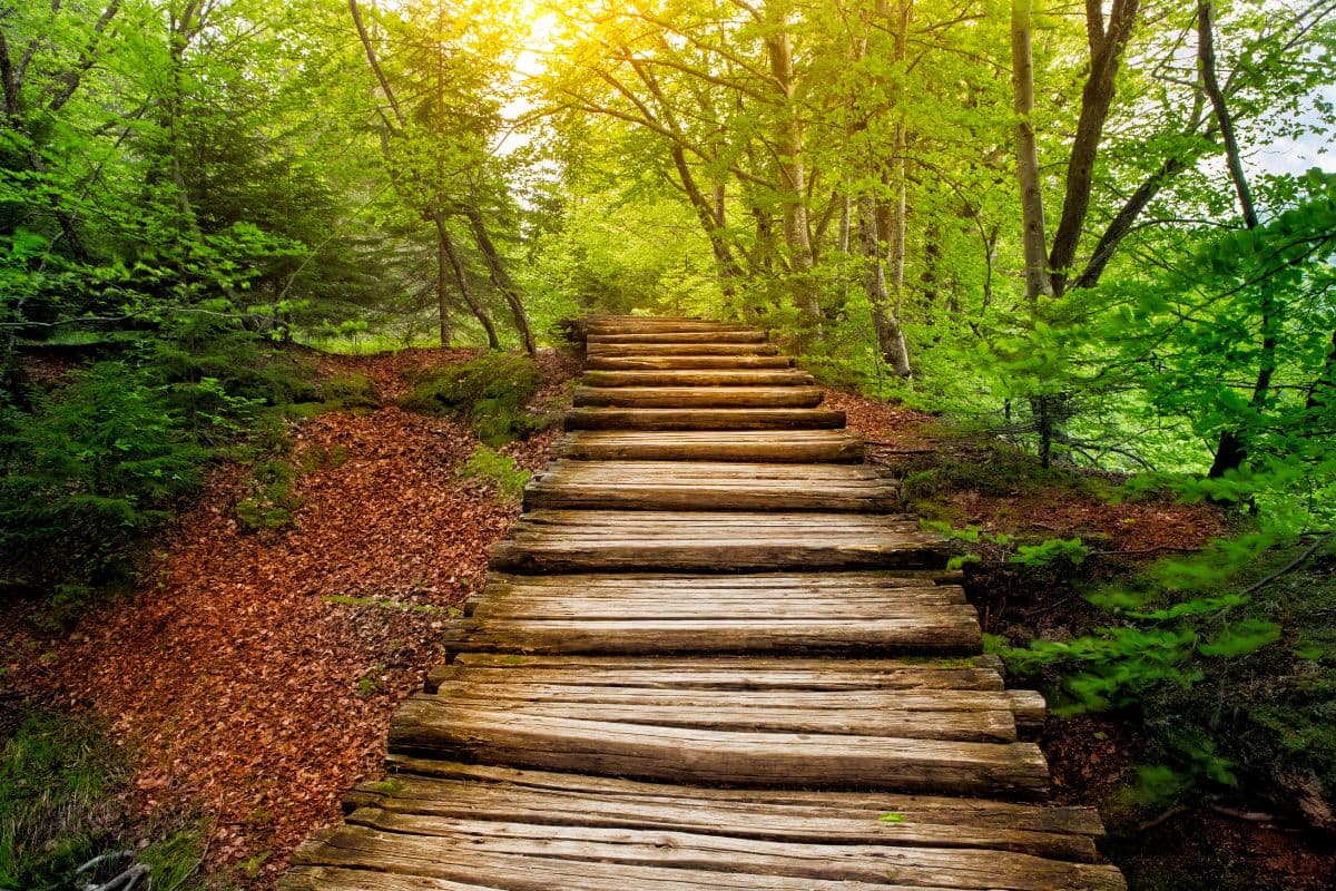 Deep Forest Pathway Sunshine Door Mural Wallpaper pattern detail