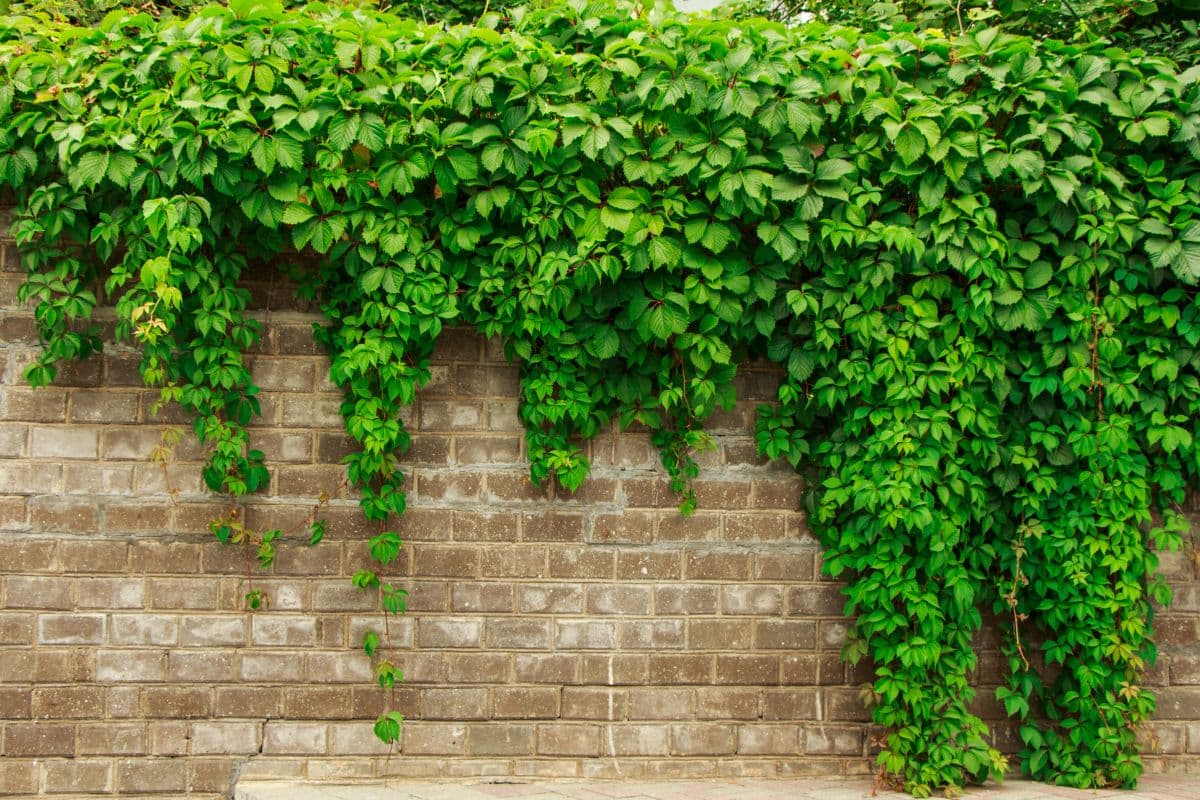 Green Ivy Leaves On A Brick Wall Mural Wallpaper pattern detail