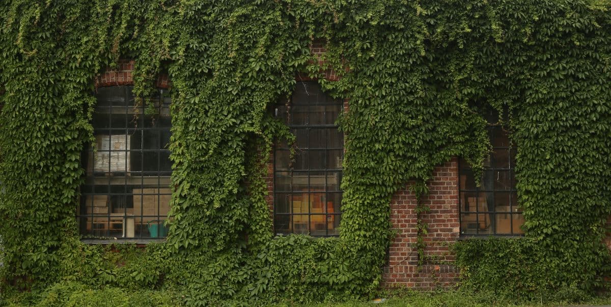 Lush Green Creeper On Red Brick Wall Wallpaper pattern detail