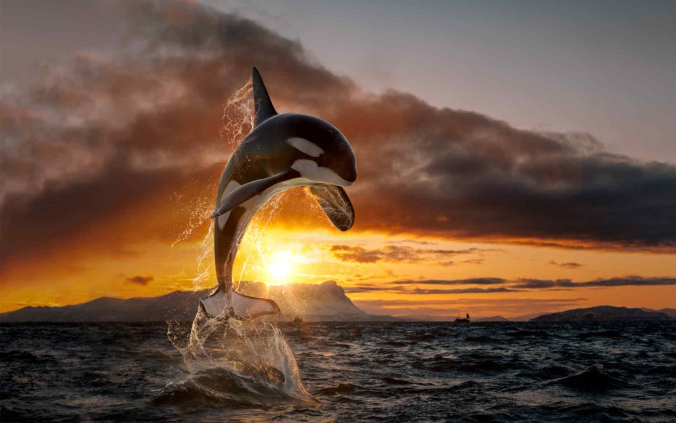 Dolphin Playing in the Sun Wallpaper Mural pattern detail