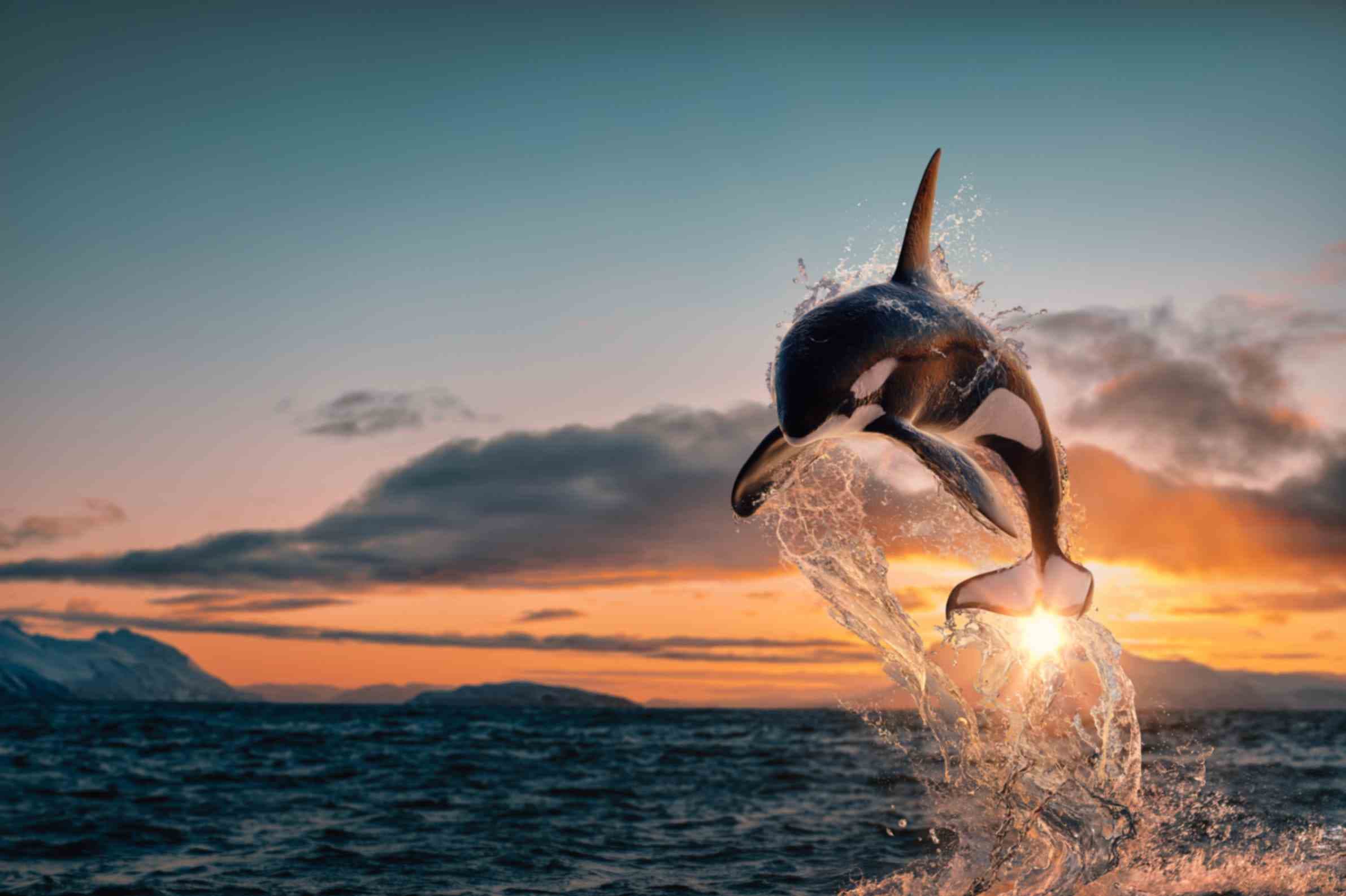 Dolphin Jumping in Ocean Realistic Marine Theme Wall Art Wallpaper pattern detail