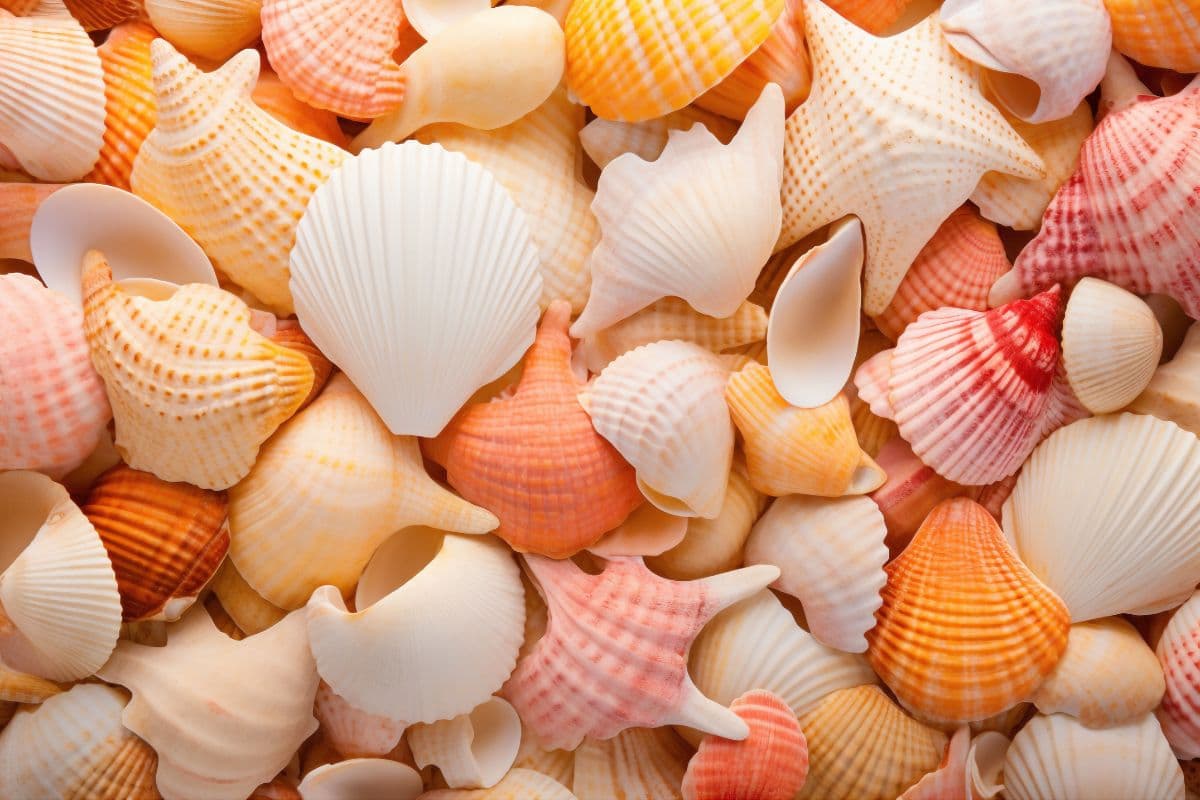 Beautiful Colorful Seashell Wallpaper Mural pattern detail