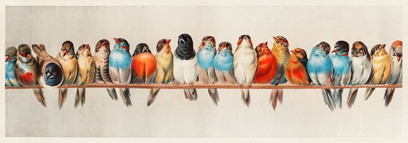 Beautiful Perch of Birds Wallpaper Mural pattern detail