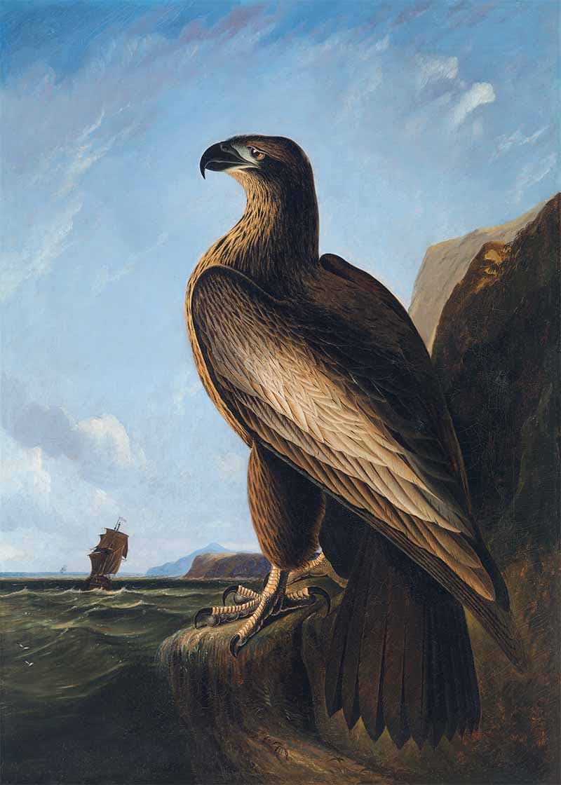 Mighty Washington Sea Eagle Painting Wallpaper Mural pattern detail