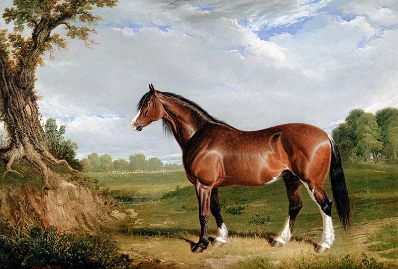 Clydesdale Stallion Painting Wallpaper Mural pattern detail