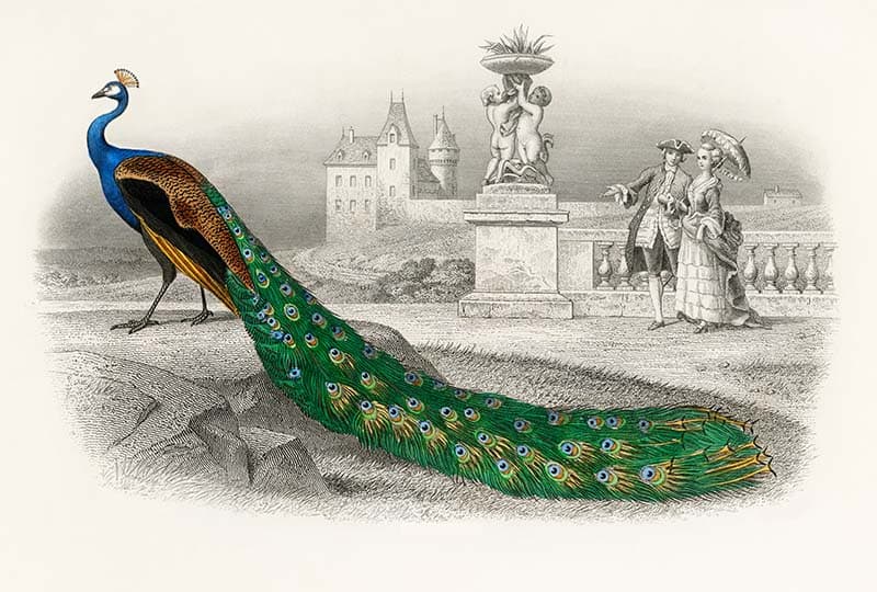 Beautiful Peacock Painting Wallpaper Mural pattern detail