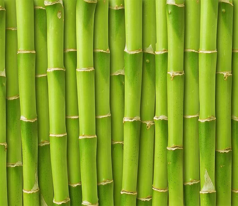 Light Green Bamboos Wallpaper Mural pattern detail